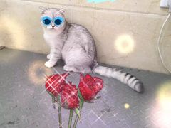 -仁华宠物医院(青羊店)