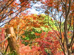 -广州市帽峰山景区