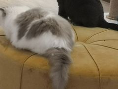 -1013 PET SHOP精品宠物商店(丁香店)