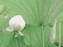 -桂湖森林公园