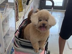 -爱侣宠医·鹦鹉专科·小型哺乳类·异宠专科(灵石路店)