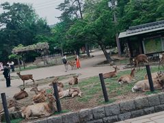 -奈良公园