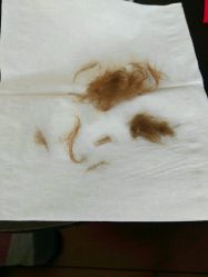-龙文宝贝上门婴儿理发满月剃胎毛(闵行店)