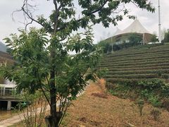 -帐篷客·溪龙茶谷度假酒店