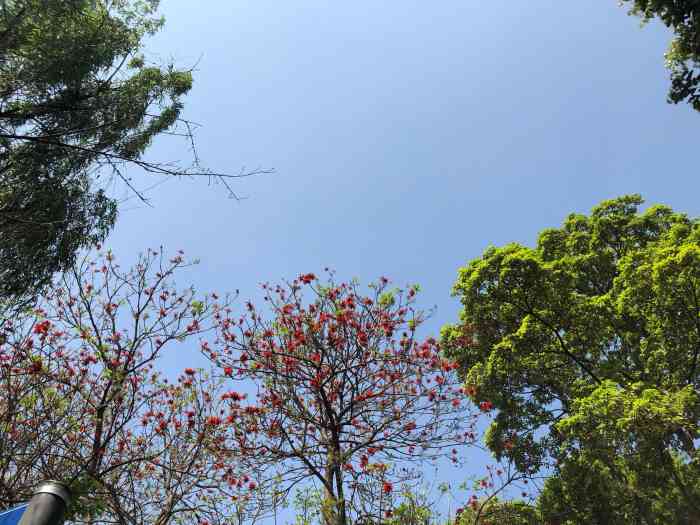 簇锦公园-"第一次来这边 簇锦公园.今天太冷了.空气."-大众点评移动版