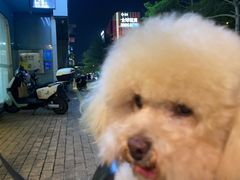 -创凡宠物医院·骨专科  猫科中心(西乡分院)