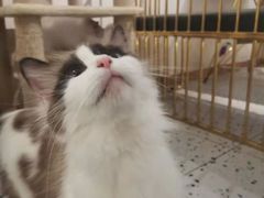 -喵喵咪呀布偶猫咖(春熙路店)