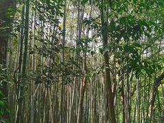 -上海佘山国家森林公园天马山园