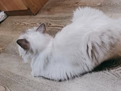 -MOCHA明星猫咖(田子坊店)