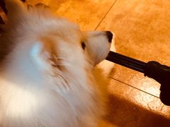 -more than meow吴止猫主题餐厅(承德 中船汇店)