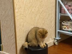 -瑞鹏宠物医院·骨外科·心肾科·肿瘤科(九亭店)