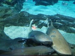 -锦艺城海洋馆