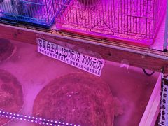 -山东柏宁水族批发广场