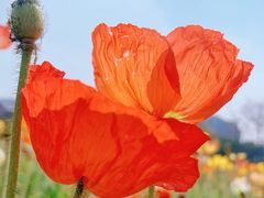 -二沙岛艺术公园