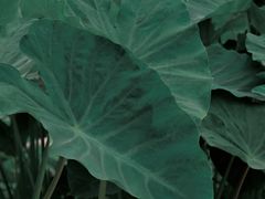 -风云岭森林公园