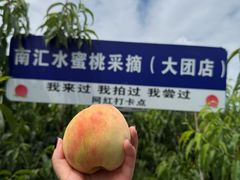 -南汇水蜜桃采摘(大团店)
