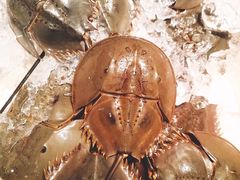 -芭提雅Amporn Seafood自助餐厅