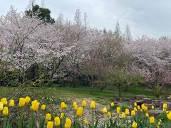 -苏州上方山国家森林公园