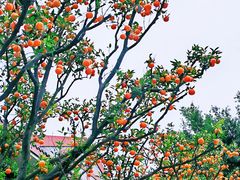-黄龙溪古镇