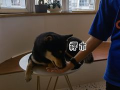 -喜柴咖啡·柴犬狗咖
