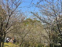 -南山植物园