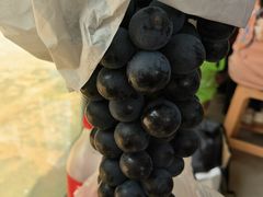 -海堤葡萄园中小学生研学基地