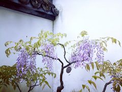 -上海醉白池公园