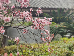 -青羊宫