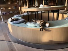 -CAT’S MEWSTAR CAFE·喵星球猫屋(晴湾咖啡店)