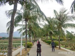 -亚龙湾国际玫瑰谷