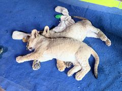 -鄂尔多斯野生动物园