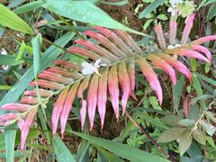 -芦仙山景区-飞越丛林探险乐园