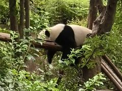 -邓记新一代糖油果子(四川煤管局供销公司职工宿舍店)