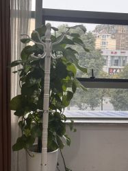 -雍禾植发