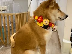 -柴迷FANS CLUB·柴犬狗咖·猫咖