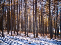 -塞罕坝国家级自然保护区