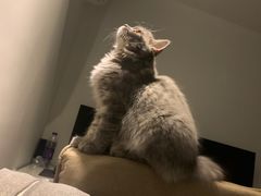 -珠海悠米米努特矮脚猫舍