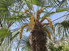 -合肥滨湖国家森林公园