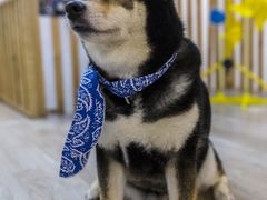 -柴迷FANS CLUB·柴犬狗咖·猫咖