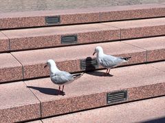 -悉尼歌剧院