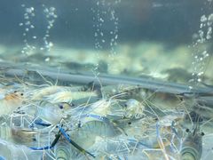 -白仁仔· 活烤海鲜 宵夜(豫园店)