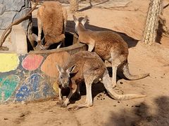 -石家庄市动物园