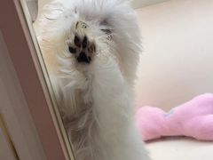 -翊宠yipet猫狗购宠庄园犬舍•猫舍