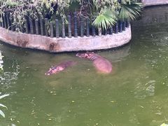 -深圳野生动物园