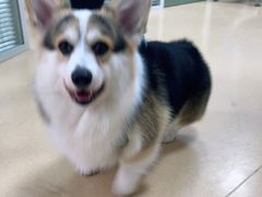 -小叮当动物医院·骨科·眼科