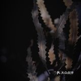 这次没拖延（P）