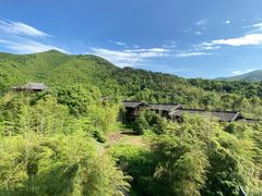 -大唐贡茶院