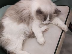 -安格丽娜·狗咖·猫咖羊驼咖(春熙路百盛商场店)