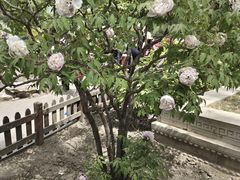 -莲花池公园