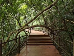-中国科学院西双版纳热带植物园